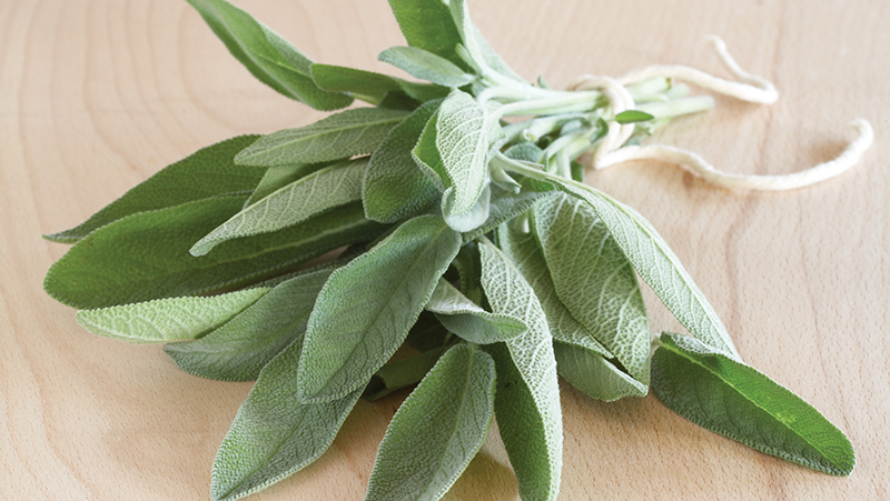 how to grow sage 2