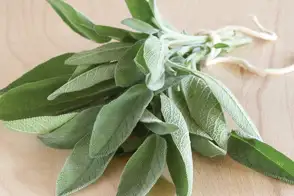 how to grow sage 2