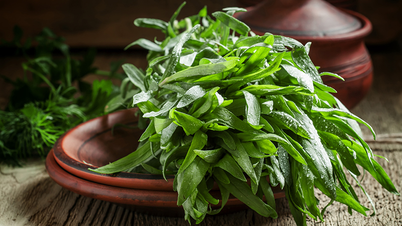 how to grow tarragon 2