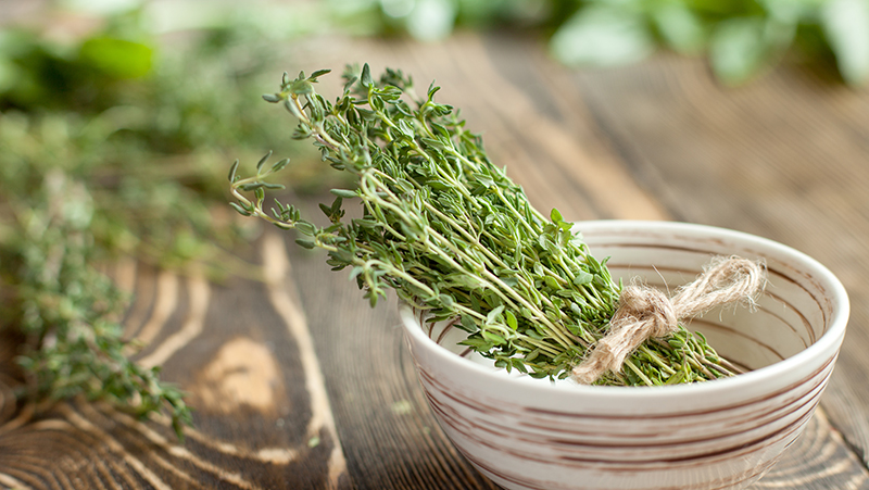 how to grow thyme 3