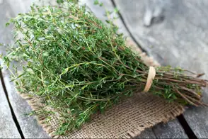 how to grow thyme 2