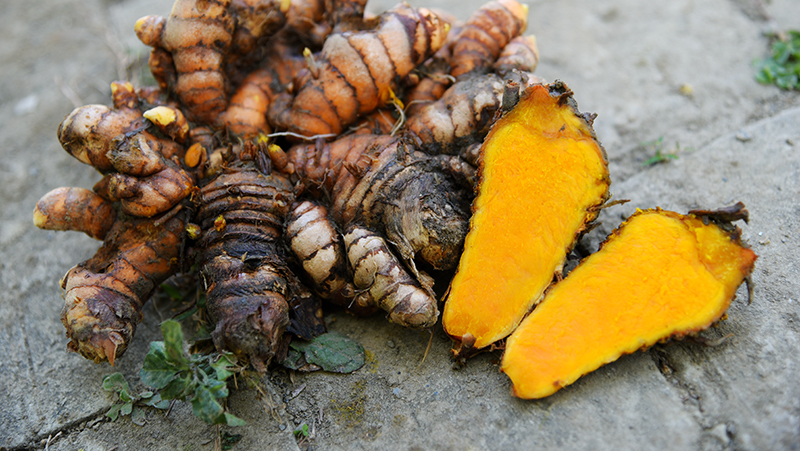 How to Grow Turmeric | Yates Australia