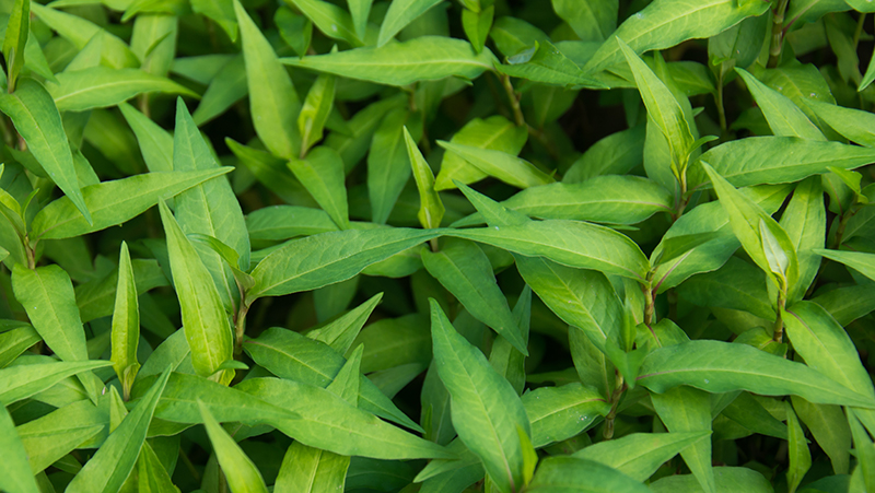 how to grow vietnamese mint 2