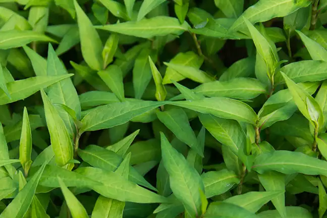 how to grow vietnamese mint 2