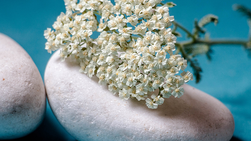 how to grow yarrow 2