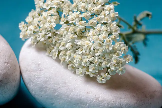 how to grow yarrow 2