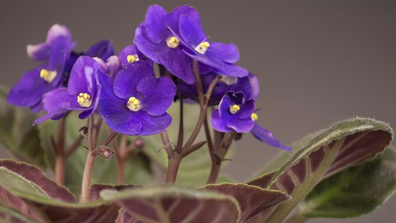 How To Grow African Violet
