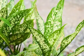 how to grow aglaonema 2