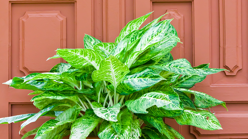 how to grow aglaonema 3