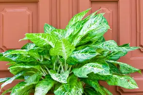 how to grow aglaonema 3