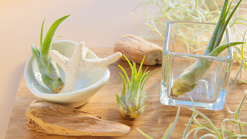 how to grow air plants 2
