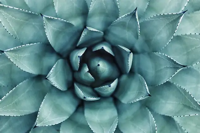 how to grow aloe vera 4