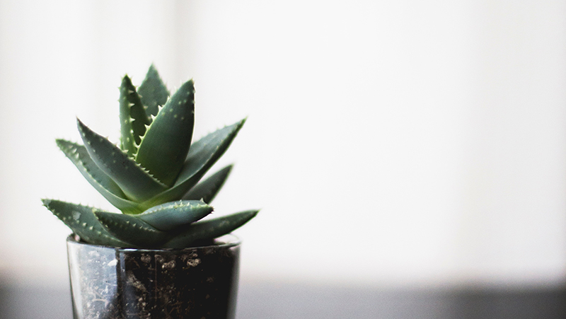 how to grow aloe vera 2