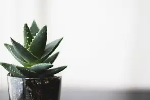 how to grow aloe vera 2