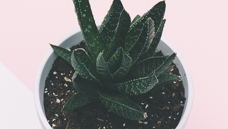 how to grow aloe vera 3
