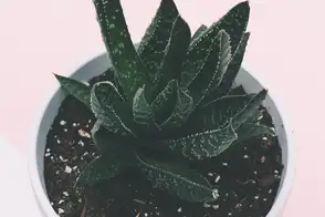 how to grow aloe vera 3