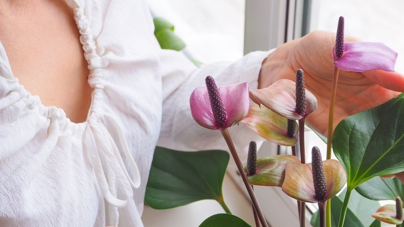 how to grow anthurium 2