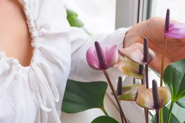 how to grow anthurium 2