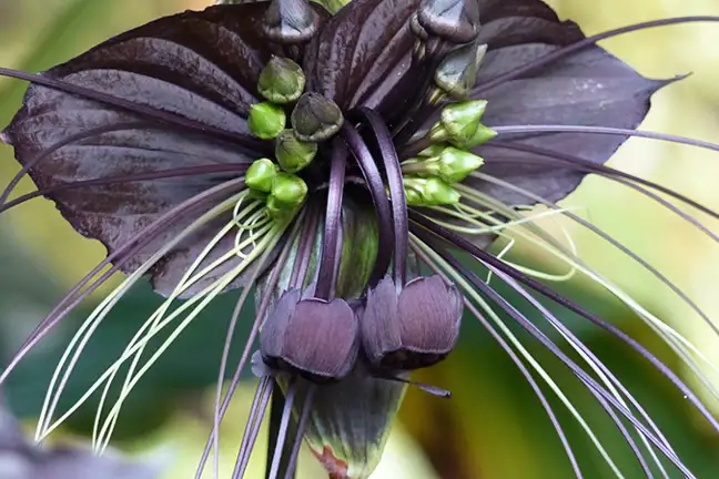 how to grow bat plant 2