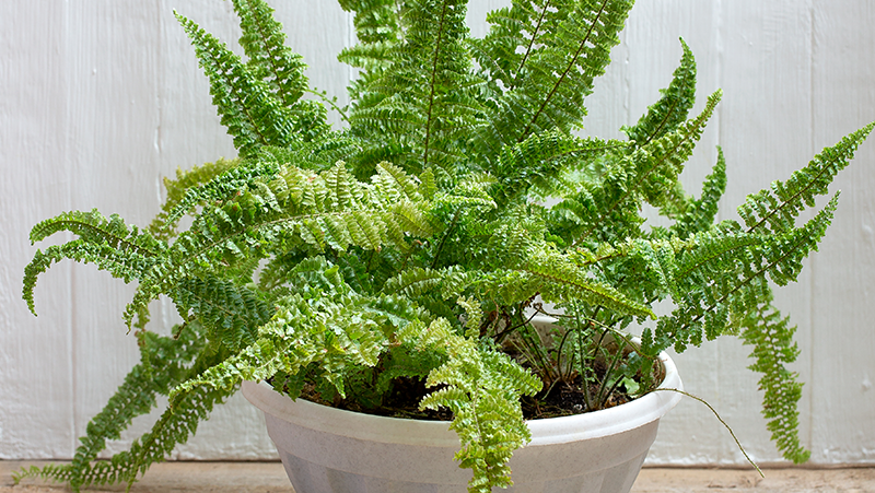 how to grow boston fern 2