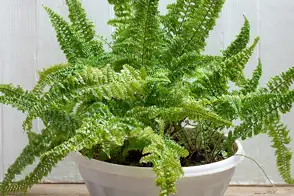 how to grow boston fern 2