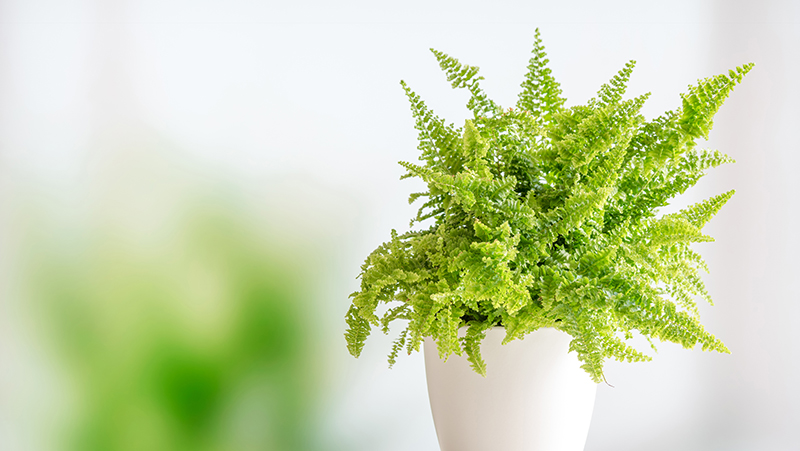 how to grow boston fern 3