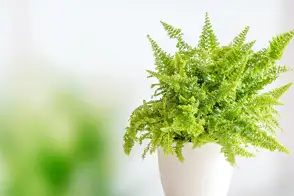 how to grow boston fern 3