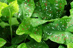 how to grow caladium 3