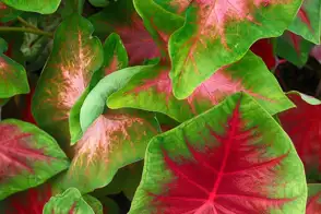 how to grow caladium 4