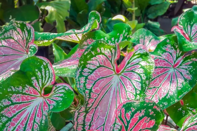 how to grow caladium 5