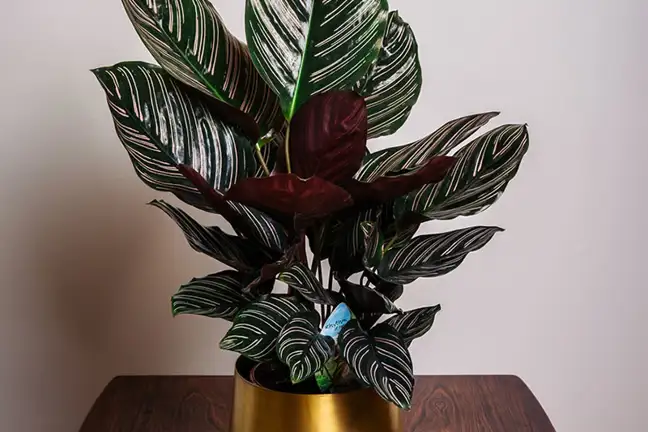 how to grow calathea 2