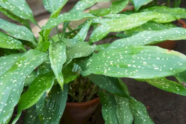 how to grow cast iron plant 2