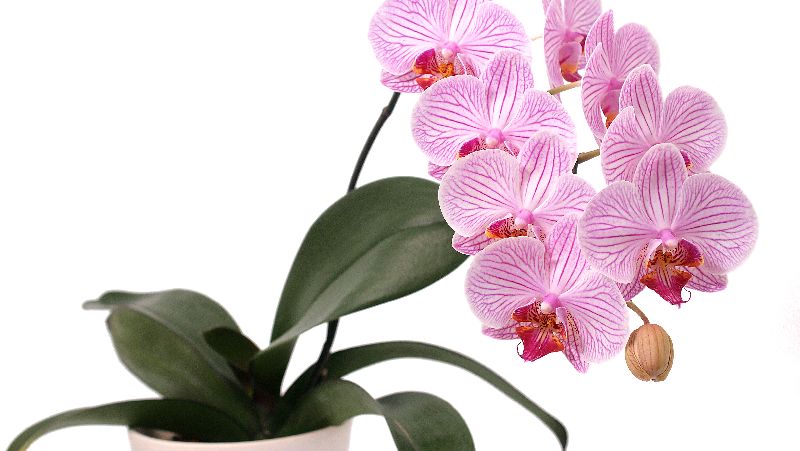 Moth Orchids (Phalaenopsis spp.)