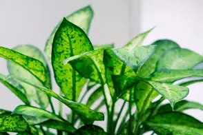 how to grow dieffenbachia 2