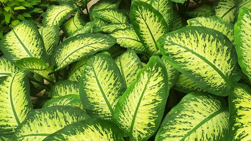 how to grow dieffenbachia 3