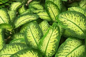 how to grow dieffenbachia 3