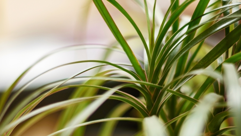 how to grow dracaena 3