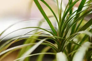 how to grow dracaena 3