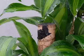 how to grow dracaena 2