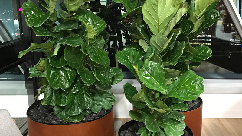 how to grow leaf fig 2