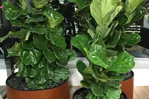 how to grow leaf fig 2