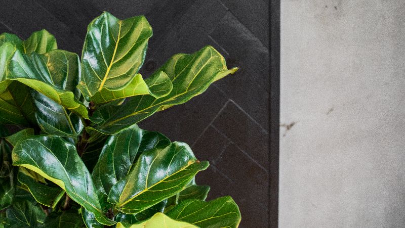 how to grow leaf fig 3