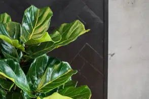 how to grow leaf fig 3