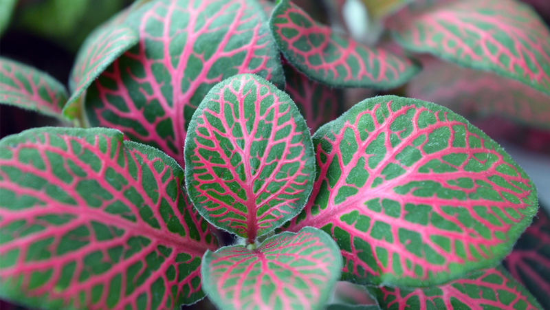 how to grow fittonia 4