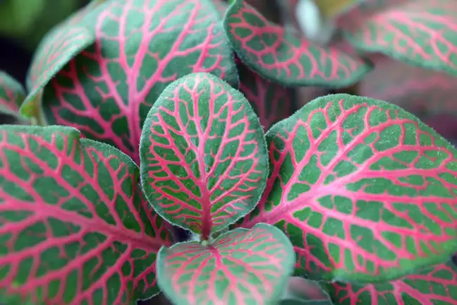 how to grow fittonia 4