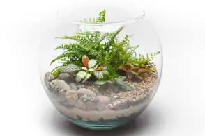 how to grow fittonia 2