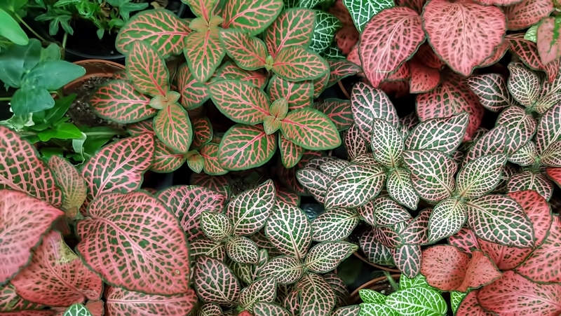 how to grow fittonia 3