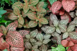 how to grow fittonia 3