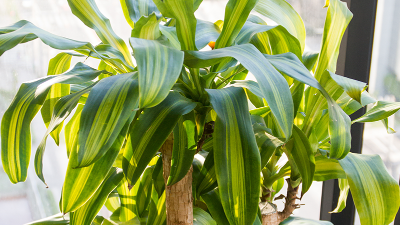 how to grow happy plant 2