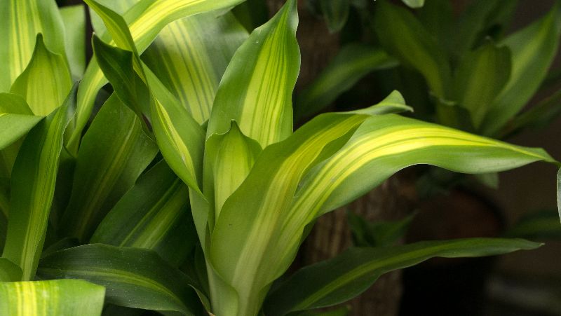 How to grow Happy Plant